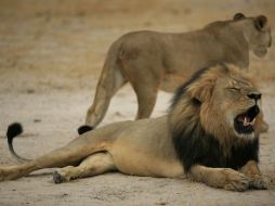 El león de melena negra habría sido atraído fuera del parque utilizando como cebo un animal amarrado a un vehículo. AFP / ARCHIVO / Zimbabwe National Parks