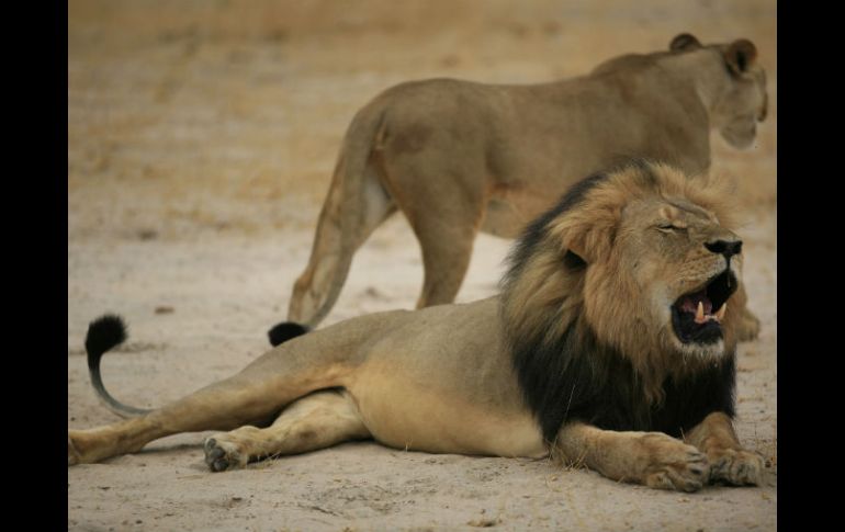 El león de melena negra habría sido atraído fuera del parque utilizando como cebo un animal amarrado a un vehículo. AFP / ARCHIVO / Zimbabwe National Parks