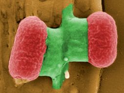 En la exposición se puede apreciar el tamaño de un virus en comparación con la punta de un alfiler. AFP / ARCHIVO