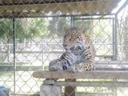 La Profepa continuará con la aplicación del Programa Nacional de Inspección a Zoológicos 2015. TWITTER / @PROFEPA_Mx