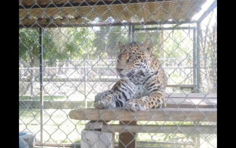 La Profepa continuará con la aplicación del Programa Nacional de Inspección a Zoológicos 2015. TWITTER / @PROFEPA_Mx