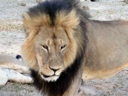 Jericho era el otro león macho dominante en el grupo de Cecil (en la foto), el felino más famoso de Zimbabue. AP / ARCHIVO