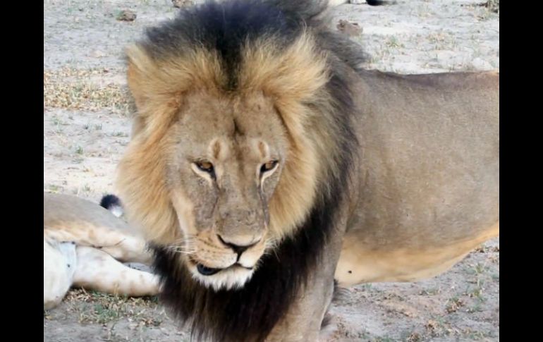 Jericho era el otro león macho dominante en el grupo de Cecil (en la foto), el felino más famoso de Zimbabue. AP / ARCHIVO