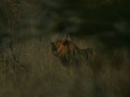 Autoridades de Zimbabue desmintieron que el hermano de Cecil, Jericho, también había sido abatido. ESPECIAL / wildcru.org