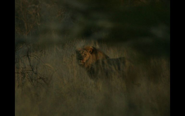 Autoridades de Zimbabue desmintieron que el hermano de Cecil, Jericho, también había sido abatido. ESPECIAL / wildcru.org