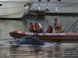 Autoridades no han identificado el tipo de ballena y se desconoce cómo harán para que regrese al océano. EFE / D. Fernández