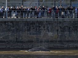 Afirman que la ballena tiene heridas en la piel y que es imposible acercarse para curarla. AFP / J. Mabromata