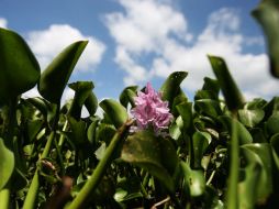 El lirio entorpece la navegación, impide el paso de luz al fondo del manto de agua y provoca la muerte de peces y plantas. EL INFORMADOR / ARCHIVO