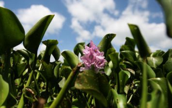 Artesanías con lirio acuático, alternativa para ayudar al ambiente | El  Informador