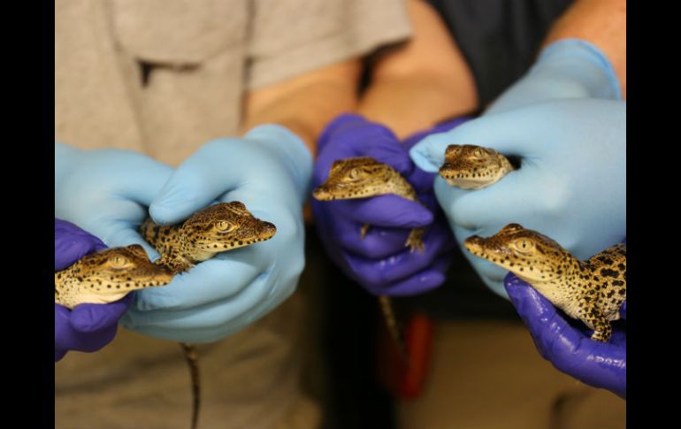 Los ejemplares nacieron entre el 29 de julio y el 7 de agosto en el Centro Discovery de Reptiles. AP / Smithsonian's National Zoo/ A. Enchelmeyer