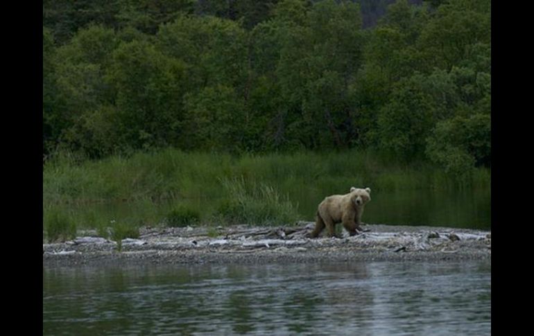 Las políticas del parque sostienen que los osos involucrados en ataques fatales deben ser sacrificados. AP / ARCHIVO