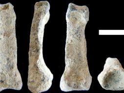 La evolución de la mano es de vital importancia para entender cómo nos convertimos en humanos. EFE /