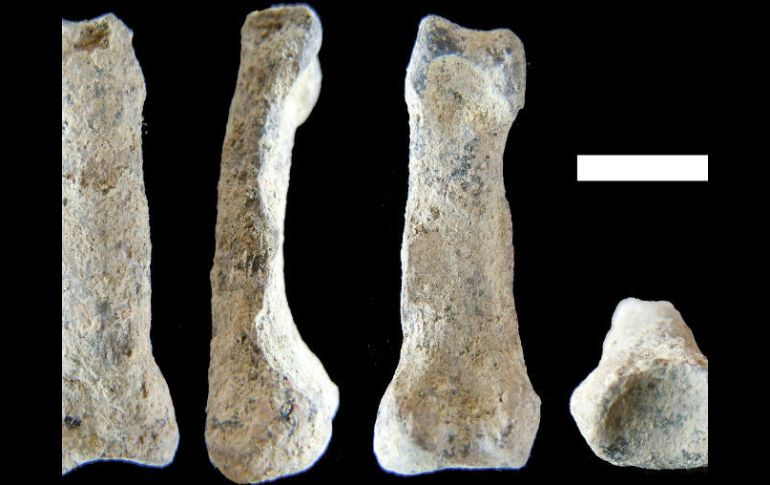 La evolución de la mano es de vital importancia para entender cómo nos convertimos en humanos. EFE /