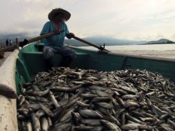 En la evacuación de los peces muertos participan alrededor de 100 personas. AFP / H. Guerrero