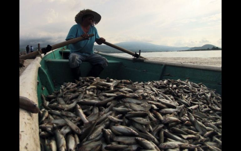 En la evacuación de los peces muertos participan alrededor de 100 personas. AFP / H. Guerrero