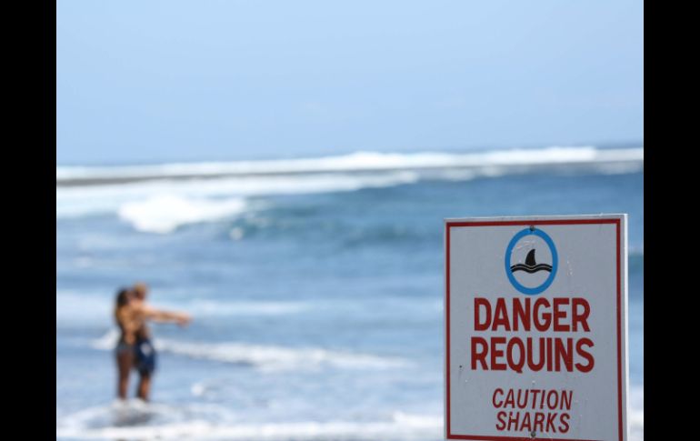 Este verano se han reportado al menos 11 personas atacadas por tiburones mientras nadaban en las playas de las Carolinas. AFP / ARCHIVO