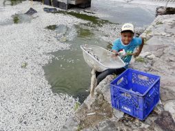 Este pasado lunes aparecieron cientos de peces muertos en la Laguna de Cajititlán. EL INFORMADOR / ARCHIVO