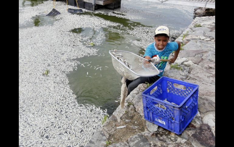 Este pasado lunes aparecieron cientos de peces muertos en la Laguna de Cajititlán. EL INFORMADOR / ARCHIVO