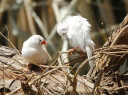 El objetivo es difundir las investigaciones que se han realizado a nivel nacional, respecto a la conservación de aves. EL INFORMADOR / ARCHIVO