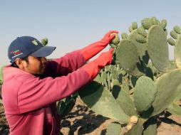 El cultivo de tuna emplea una superficie de 16 mil 900 hectáreas con una producción que supera las 180 mil toneladas. NTX / ARCHIVO