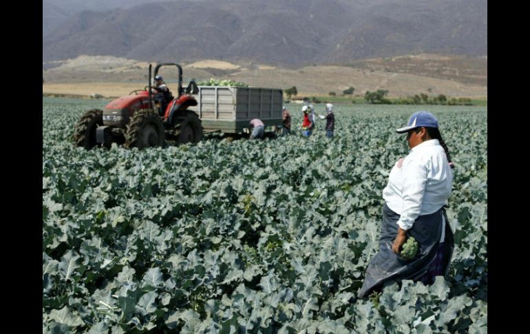 Se espera que esta misma noche salgan los primeros camiones con los agraviados para retornar a sus hogares en Veracruz e Hidalgo. EL INFORMADOR / ARCHIVO