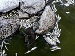 La contingencia ambiental de los últimos dos años han colapsado la captura tradicional de tilapia, carpa y bagre. EL INFORMADOR / ARCHIVO