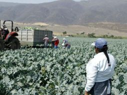 Hasta el momento, suman 307 jornaleros rescatados en ranchos agrícolas en Coahuila, de los cuales 78 son menores de edad. EL INFORMADOR / ARCHIVO