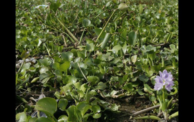 De una hectárea se puede obtener alrededor de 200 toneladas de lirio fresco y  y a nivel nacional existen 70 mil hectáreas. EL INFORMADOR / ARCHIVO