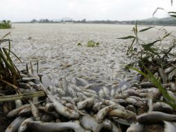 Durante el 2014 cerca de 290 toneladas de peces murieron en la Laguna. EL INFORMADOR / ARCHIVO