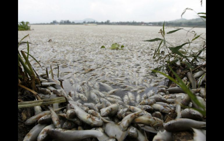 Durante el 2014 cerca de 290 toneladas de peces murieron en la Laguna. EL INFORMADOR / ARCHIVO