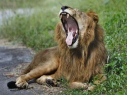 El parque natural de Hwange, con una extensión de 14 mil kilómetros cuadrados, posee una gran diversidad de fauna salvaje. AP / ARCHIVO