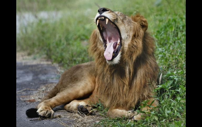 El parque natural de Hwange, con una extensión de 14 mil kilómetros cuadrados, posee una gran diversidad de fauna salvaje. AP / ARCHIVO