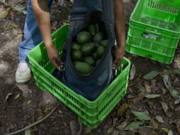 Se trata del primer embarque de aguacate Hass con estándares de exportación a Europa y Asia. AP / ARCHIVO