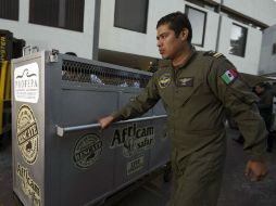 Durante 2015 la Profepa ha realizado el aseguramiento precautorio de cinco mil 973 ejemplares de fauna silvestre. AFP / A. Estrella