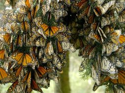 La mariposa monarca migra más de cuatro mil kilómetros desde Canadá y los Estados Unidos hasta Michoacán y el Estado de México. EL INFORMADOR / ARCHIVO