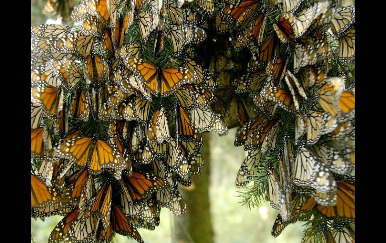 La mariposa monarca migra más de cuatro mil kilómetros desde Canadá y los Estados Unidos hasta Michoacán y el Estado de México. EL INFORMADOR / ARCHIVO