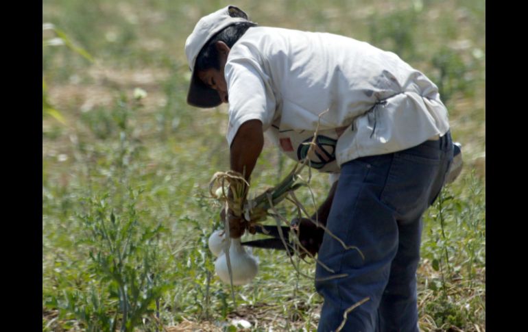 Los campesinos serán llevados de vuelta a sus hogares en Hidalgo y Veracruz, escoltados por la Policía Estatal. EL INFORMADOR / ARCHIVO