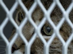 Los linces y el coyote permanecerán algunos días en la clínica especializada del TWAS, para su observación. AP / E. Verdugo