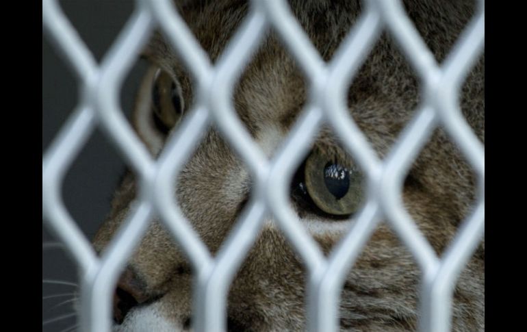 Los linces y el coyote permanecerán algunos días en la clínica especializada del TWAS, para su observación. AP / E. Verdugo