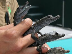 Los 16 ejemplares en libertad forman parte de una camada de 27 huevos rescatados de un predio particular en Chiapa de Corzo. NTX / ARCHIVO