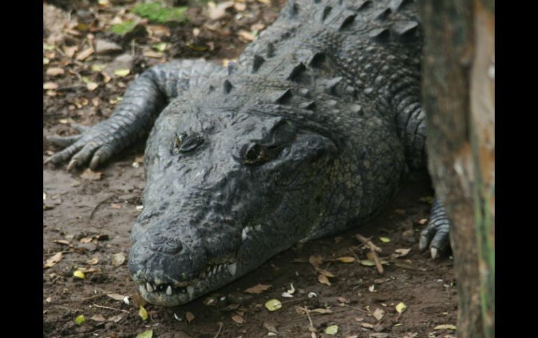 La especie en México ha alcanzado una población sana al aplicarse medidas de conservación como las UMAs. NTX / ARCHIVO