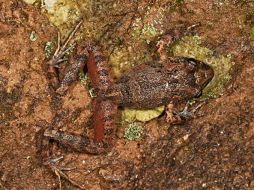 La rana mide de tres a cuatro centímetros de largo entre la punta de su hocico y su cloaca. EFE /