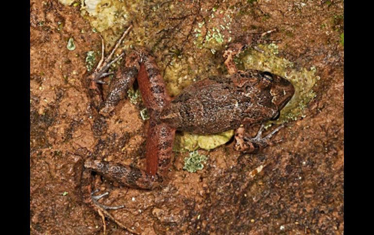 La rana mide de tres a cuatro centímetros de largo entre la punta de su hocico y su cloaca. EFE /