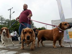 Cuando los animales son chiquitos todos los quieren, pero cuando crecen se deshacen de él. EL INFORMADOR / ARCHIVO