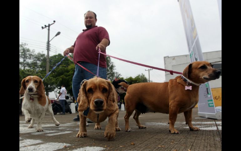 Cuando los animales son chiquitos todos los quieren, pero cuando crecen se deshacen de él. EL INFORMADOR / ARCHIVO