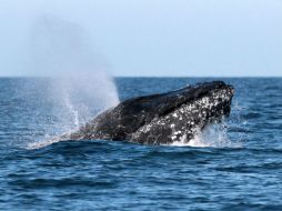 El estudio señala que es posible que estos clanes se hubieran formado por la preferencia de las ballenas a aprender vocalizaciones. NTX / ARCHIVO