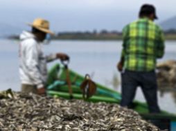 La última mortandad de peces en Cajititlán ocurrió entre el 7 y el 18 de agost, cuando se retiraron más de 40 toneladas de popochas. AFP / ARCHIVO