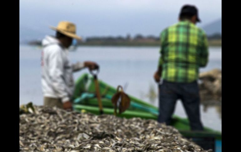 La última mortandad de peces en Cajititlán ocurrió entre el 7 y el 18 de agost, cuando se retiraron más de 40 toneladas de popochas. AFP / ARCHIVO