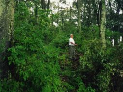 La FAO discute sobre la importancia de los bosques y el agua para abordar problemas como el hambre, la pobreza o el cambio climático. EL INFORMADOR / ARCHIVO