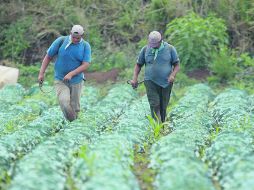 Los recursos para el campo son de los que más recortes sufrirían en el Presupuesto 2016. EL INFORMADOR / ARCHIVO